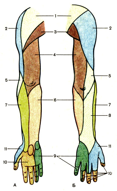 Рис. 196. Области кожной иннервации верхней конечности, правой. А - вид спереди; Б - вид сзади; 1 - надключичные нервы (nn. supraclaviculares); 2 - латеральный кожный нерв плеча (n. cutaneus braehii lateralis); 3 - латеральные кожные ветви межреберных нервов (nn. cutanei laterales nn. intercostalium); 4 - медиальный кожный нерв плеча (n. cutaneus brachii medialis); 5 - задний кожный нерв плеча (n. cutaneus brachii posterior); 6 - медиальный кожный нерв предплечья (n. cutaneus antebrachii medialis); 7 - латеральный кожный нерв предплечья (n. cutaneus antebrachii lateralis); 8 - задний кожный нерв предплечья (n. cutaneus antebrachii posterior); 9 - локтевой нерв (n. ulnaris); 10 - срединный нерв (n. medianus); 11 - лучевой нерв (n. radialis)