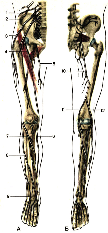 Рис. 198. Крестцовое сплетение. Нервы нижней конечности. А - вид спереди; Б - вид сзади; 1 - подвздошно-подчревный нерв (n. iliohypogastricus); 2 - подвздошно-паховый нерв (n. ilio-inguinalis); 3 - латеральный кожный нерв бедра (n. cutaneous femoris lateralis); 4 - бедренный нерв (n. femoralis); 5 - запирательный нерв (n. obturatorius); 6 - подкожный нерв (n. saphenus); 7 - глубокий малоберцовый нерв (n. fibularis profundus); 8 - поверхностный малоберцовый нерв (n. fibularis superficialis); 9 - тыльные пальцевые нервы (nn. digitales dorsales); 10 - седалищный нерв (n. ischiadicus); 11 - большеберцовый нерв (n. tibialis); 12 - общий малоберцовый нерв (n. fibularis communis)
