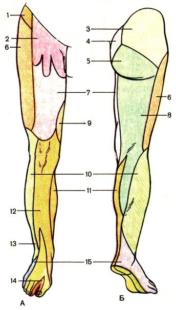 Рис. 199. Области кожной иннервации нижней конечности. А - вид спереди; Б - вид сзади; 1 - подвздошно-подчревный нерв (n. iliohy-pogastricus); 2 - бедренно-половой нерв (n. genitofemoralis); 3 - верхние ветви ягодицы (nn. clunium superiores); 4 - средние ветви ягодиц (nn. clunium medii); 5 - нижние ветви ягодиц (nn. clunium inferiores); 6 - латеральный кожный нерв бедра (n. cutaneus femoris lateralis); 7 - передние кожные ветви бедренного нерва (rr. cutanei anteriores n. femoralis); 8 - задний кожный нерв бедра (n. cutaneus femoris posterior); 9 - запирательный нерв (n. obturatorius); 10 - латеральный кожный нерв икры (n. cutaneus surae lateralis); 11 - медиальный кожный нерв икры (n. cutaneus surae medialis); 12 - подкожный нерв (n. saphenus); 13 - поверхностный малоберцовый нерв (n. fibularis superficialis); 14 - глубокий малоберцовый нерв (n. fibulari s profundus); 15 - икроножный нерв (n. suralis)