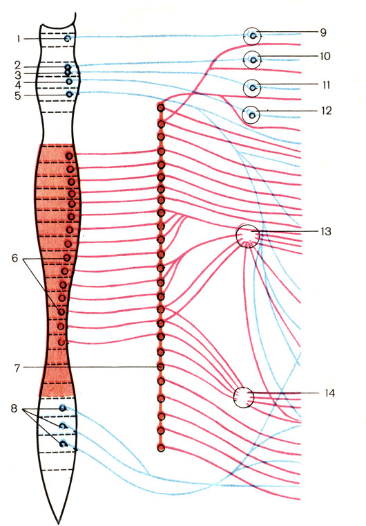 Рис. 200. Вегетативная нервная система (схема). Красным цветом изображена симпатическая система, синим - парасимпатическая. 1 - добавочное ядро глазодвигательного нерва (nucleus oculomotorius accessorius); 2 - слезное ядро (nucleus lacrimalis); 3 - верхнее слюноотделительное ядро (nucleus salivatorius cranialis); 4 - нижнее слюноотделительное ядро (nucleus salivatorius caudalis); 5 - ядро блуждающего нерва (nucleus dorsalis n. vagi); 6 - грудные и поясничные ядра симпатической нервной системы в спинном мозге; 7 - симпатический ствол (truncus sympathicus); 8 - крестцовые парасимпатические ядра (nuclei parasympathici sacrales); 9 - ресничный узел (ganglion ciliare); 10 - крылонебный узел (ganglion pterygopalatinum); 11 - поднижнечелюстной узел (ganglion submandibulare); 12 - ушной узел (ganglion oticum); 13 - чревные узлы (ganglia coeliaca); 14 - брыжеечные узлы (ganglia mesenterica)