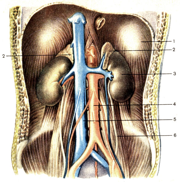 Рис. 203. Топография надпочечников. 1 - диафрагма (diaphragma); 2 - надпочечник (glandula suprarenalis); 3 - почка (ren); 4 - аорта (aorta); 5 - нижняя полая вена (v. cava inferior); 6 - мочеточник (ureter)