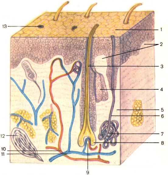 Рис. 204. Строение кожи и волоса. 1 - эпидермис (epidermis); 2 - сосочки дермы (papillae dermi); 3 - волос (pilus); 4 - сальная железа (glandula sebacea); 5 - собственно кожа (dermis); 6 - выводной проток потовой железы (ductus sudoriferus); 7 - концевая часть потовой железы (pars terminalis glandulae sudoriferae); 8 - луковица волоса (bulbus pili); 9 - сосочек волоса (papilla pili); 10 - собственно кожные артериальные сосуды; 11 - венозные сосуды кожи; 12 - чувствительные нервные окончания; 13 - потовая пора (porus sudoriferus)