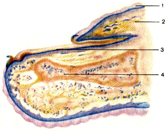 Рис. 205. Ноготь. 1 - эпидермис; 2 - валик ногтя (vallum unguis); 3 - тело ногтя (corpus unguis); 4 - дистальная фаланга пальца (phalanx distalis)