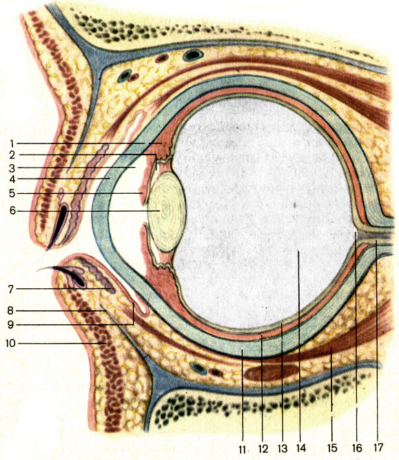 Рис. 206. Глазное яблоко; сагиттальный разрез. 1 - ресничное тело (corpus ciliare); 2 - задняя камера глазного яблока (camera posterior bulbi); 3 - передняя камера глазного яблока (camera anterior bulbi); 4 - роговица (cornea); 5 - радужка (iris); 6 - хрусталик (lens); 7 - железа хряща века (glandula tarsalis); 8 - нижний хрящ века (tarsus inferior); 9 - конъюнктива (tunica conjunctiva); 10 - мышца нижнего века (m. tarsalis inferior); 11 - склера (sclera); 12 - собственно сосудистая оболочка (choroidea); 13 - сетчатка (retina); 14 - стекловидное тело (corpus vitreum); 15 - мышца глазного яблока (m. bulbi); 16 - диск зрительного нерва (discus nervi optici); 17 - зрительный нерв (n. opticus)