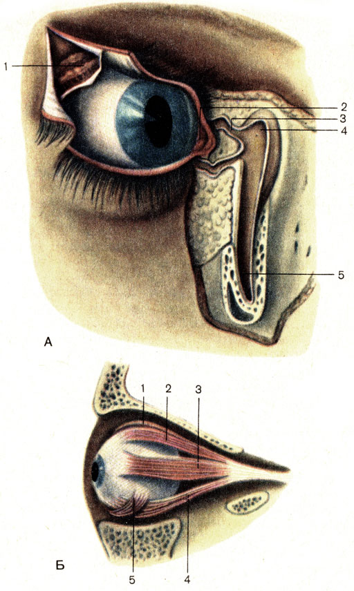 Рис. 207. Слезный аппарат (А) и мышцы глазного яблока (Б). А: 1 - слезная железа (glandula lacrimalis); 2 - слезный сосочек (papilla lacrimalis); 3 - слезный каналец (canaliculus lacrimalis); 4 - слезный мешок (saccus lacrimalis) вскрыт; 5 - носослезный проток (ductus nasolacrimalis). Б: 1 - мышца, поднимающая верхнее веко (m. levator palpebrae superioris); 2 - верхняя прямая мышца (m. rectus superior); 3 - латеральная прямая мышца (m. rectus lateralis); 4 - нижняя прямая мышца (m. rectus inferior); 5 - нижняя косая мышца (m. obliquus inferior).