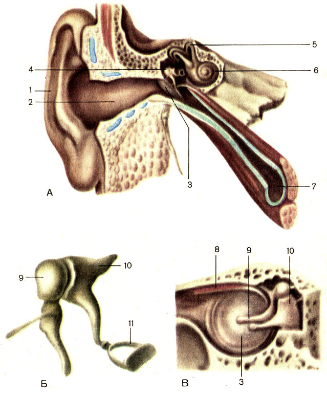 Рис. 208. Преддверно-улитковый орган (А, схема), слуховые косточки (Б), среднее ухо (В). 1 - ушная раковина (auricula); 2 - наружный слуховой проход (meatus acusticus ехternus); 3 - барабанная перепонка (membrana tympani); 4 - среднее ухо (auris media); 5 - костные полукружные каналы (canales semicirculares ossei); 6 - улитка (cochlea); 7 - слуховая труба (tuba auditiva); 8 - мышца, напрягающая барабанную перепонку; (m. tensor tympani); 9 - молоточек (malleus); 10 - наковальня (incus); 11 - стремя (stapes)
