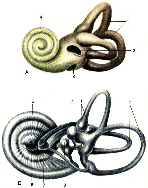 Рис. 209. Костный (A) и перепончатый (Б) лабиринты. А: 1 - костные полукружные каналы (canales semicirculares ossei); 2 - окно преддверия (fenestra vestibuli); 3 - окно улитки (fenestra cochleae); 4 - спиральный канал улитки (canalis spiralis cochleae). Б: 1 - перепончатые ампулы (ampullae membranaceae); 2 - полукружные протоки (ductus semicirculares); 3 - сферический мешочек (saccuius); 4 - эллиптический мешочек (utriculus); 5 - улитковый проток (ductus cochlearis); 6 - улитковая часть преддверно-улиткового нерва (pars cochlearis n. vestibulocochlearis); 7 - преддверная часть преддверно-улиткового нерва (pars vestibularis n. vestibulocochlearis)