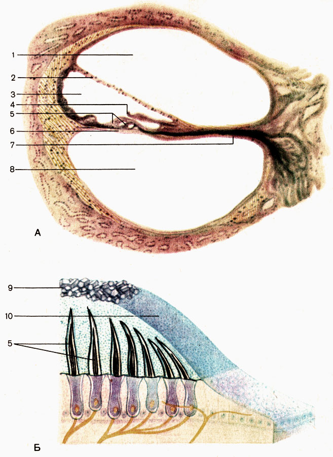 Рис. 210. Поперечный разрез улитки (А) и воспринимающий участок вестибулярного аппарата (Б). 1 - лестница преддверия (scala vestibuli); 2 - вестибулярная мембрана (membrana vestibularis); 3 - улитковый проток (ductus cochlearis); 4 - покровная мембрана (membrana tectoria); 5 - волосковые сенсорные клетки (cellulae sensoriae pilosae); 6 - базилярная мембрана (membrana basilaris); 7 - костная спиральная пластинка (lamina spiralis ossea); 8 - барабанная лестница (scala tympani); 9 - статоконии (statoconia); 10 - мембрана статоконий (membrana statoconiorum)