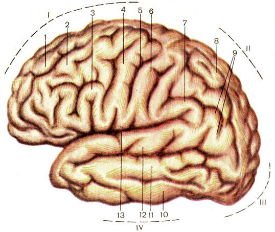 Рис. 185. Полушарие большого мозга, левое, верхнелатеральная поверхность. I - лобная доля (lobus frontalis); II - теменная доля (lobus parietalis); III - затылочная доля (lobus occipitalis); IV - височная доля (lobus temporalis); 1 - верхняя лобная извилина (gyrus frontalis superior); 2 - средняя лобная извилина (gyrus frontalis medius); 3 - нижняя лобная извилина (gyrus frontalis inferior); 4 - предцентральная извилина (gyrus precentralis); 5 - центральная борозда (sulcus centralis); 6 - постцентральная извилина (gyrus postcentralis); 7 - надкраевая извилина (gyrus supramarginalis); 8 - верхняя теменная долька (lobulus parietalis superior); 9 - угловая извилина (gyrus angularis); 10 - нижняя височная извилина (gyrus temporalis inferior); 11 - средняя височная извилина (gyrus temporalis medius); 12 - верхняя височная извилина (gyrus temporalis superior); 13 - латеральная борозда (sulcus lateralis)