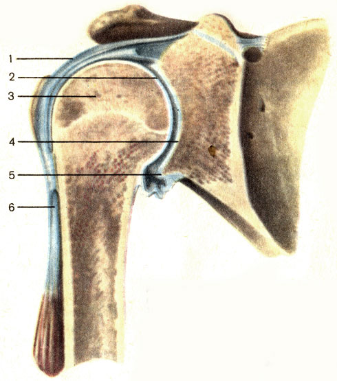 Рис. 23. Плечевой сустав, правый; фронтальный распил. 1 - суставная капсула (capsula articularis); 2 - суставная полость (cavitas articulare); 3 - головка плечевой кости (caput humeri); 4 - суставная впадина лопатки (cavitas glenoidalis); 5 - суставная губа (labrum glenoidale); 6 - сухожилие длинной головки двуглавой мышцы плеча (tendo m. biceps brachii)