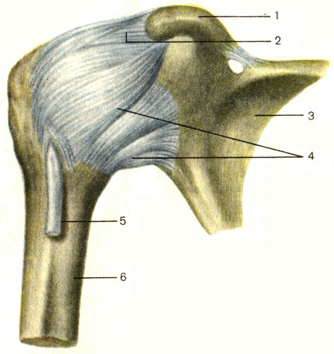 Рис. 24. Плечевой сустав, правый (капсула, связка). 1 - клювовидный отросток лопатки (processus coracoideus); 2 - клювовидно-плечевая связка (lig. coracohumerale); 3 - лопатка (scapula); 4 - суставная капсула (capsula articularis); 5 - сухожилие длинной головки двуглавой мышцы плеча; 6 - плечевая кость (humerus)