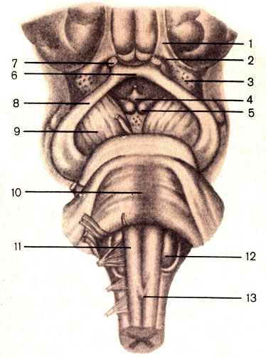 Рис. 180. Ствол головного мозга; вид спереди. 1 - обонятельный тракт (tractus olfactorius); 2 - обонятельный треугольник (trigonum olfactorium); 3 - переднее продырявленное вещество (substantia perforata anterior); 4 - серый бугор (tuber cinereum); 5 - сосцевидное тело (corpus mamillare); 6 - зрительный перекрест (chiasma opticum); 7 - зрительный нерв (n. opticus); 8 - зрительный тракт (tractus opticus); 9 - ножка мозга (pedunculus cerebri); 10 - мост (pons); 11 - пирамида (руramis) продолговатого мозга; 12 - олива (oliva); 13 - перекрест пирамид (decussatio pyramidum)