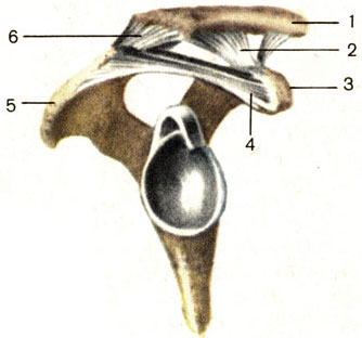 Рис. 22. Соединение ключицы с лопаткой. 1 - ключица (clavicula); 2 - клювовидно-ключичная связка (lig. coracoclaviculare); 3 - клювовидный отросток (processus coracoideus); 4 - клювовидно-акромиальная связка (lig. coracoacromiale); 5 - акромион (acromion); 6 - суставная капсула (capsula articularis)