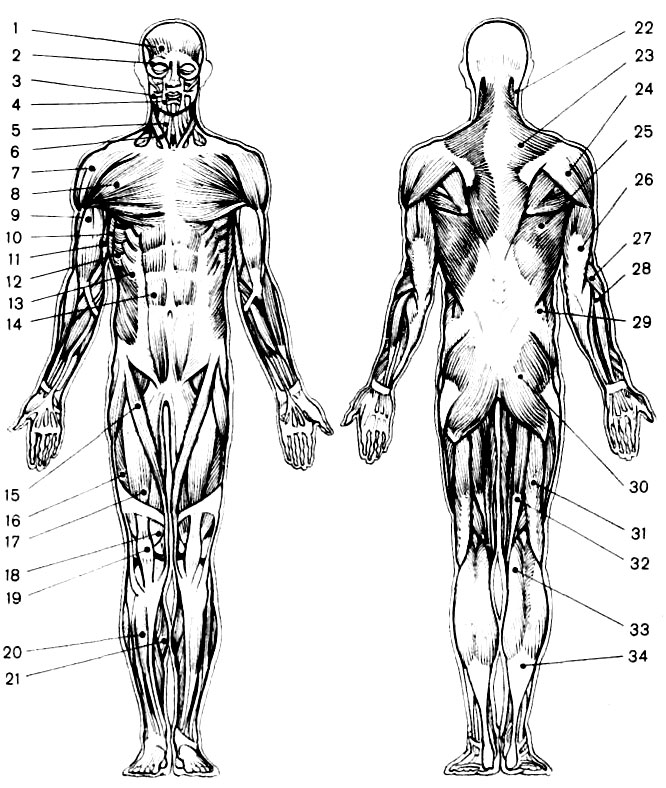 Рис. 1. Основные мышцы человека. Вид спереди: 1 - лобная мышца; 2 - круговая мышца глаза; 3 - жевательная мышца; 4 - круговая мышца рта; 5 - подкожная мышца шеи; 6 - грудино-ключично-сосцевидная мышца; 7 - дельтовидная мышца; 8 - большая грудная мышца; 9 - двуглавая мышца плеча; 10 - широчайшая мышца спины; 11 - трехглавая мышца плеча; 12 - зубчатая передняя мышца; 13 - наружная косая мышца живота; 14 - прямая брюшная мышца; 15 - портняжная мышца; 16 - наружная широкая мышца; 17 - четырехглавая мышца бедра; 18 - внутренняя широкая мышца; 19 - сухожилие четырехглавой мышцы бедра; 20 - передняя большеберцовая мышца; 21 - икроножная мышца. Вид сзади: 22 - пластырная мышца; 23 - трапециевидная мышца; 24 - дельтовидная мышца; 25 - широчайшая мышца спины; 26 - трехглавая мышца плеча; 27, 28 - разгибатели предплечья; 29 - наружная косая мышца живота; 30 - большая ягодичная мышца; 31 - двуглавая мышца бедра; 32 - полусухожильная и полуперепончатая мышцы; 33 - икроножная мышца; 34 - ахиллово сухожилие